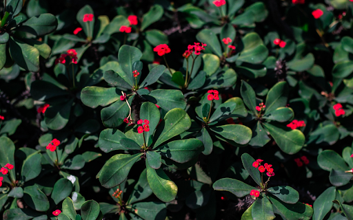 Pretty Little Red Flowers  from Chrome web store to be run with OffiDocs Chromium online