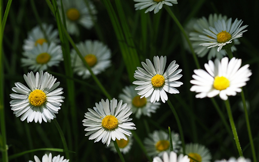 Pretty little white daisies  from Chrome web store to be run with OffiDocs Chromium online