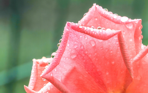 Pretty Rose Petals  from Chrome web store to be run with OffiDocs Chromium online
