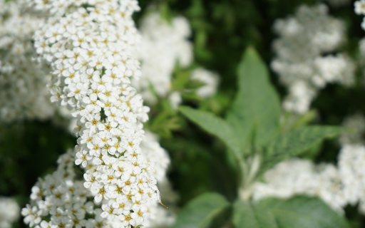 Pretty White Flower Branch  from Chrome web store to be run with OffiDocs Chromium online