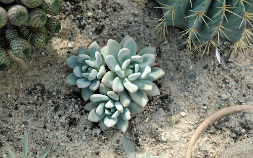 Prickly and non thorny cacti  from Chrome web store to be run with OffiDocs Chromium online