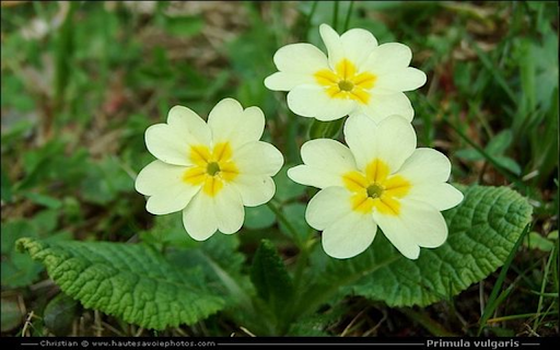 Primroses wallpapers  from Chrome web store to be run with OffiDocs Chromium online