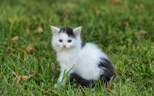 Princess cat  from Chrome web store to be run with OffiDocs Chromium online
