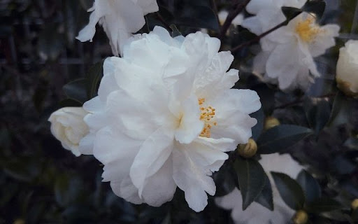 Pristine White Camellia Bloom  from Chrome web store to be run with OffiDocs Chromium online