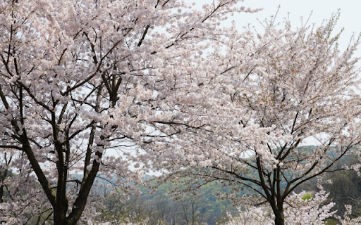 Profusion of Spring Cherry Blossoms  from Chrome web store to be run with OffiDocs Chromium online