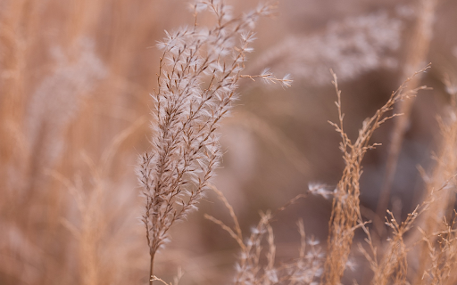 Propagation of grass and plants  from Chrome web store to be run with OffiDocs Chromium online