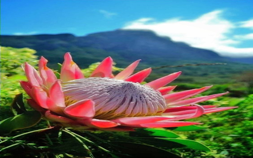 Protea Flower Wallpaper  from Chrome web store to be run with OffiDocs Chromium online