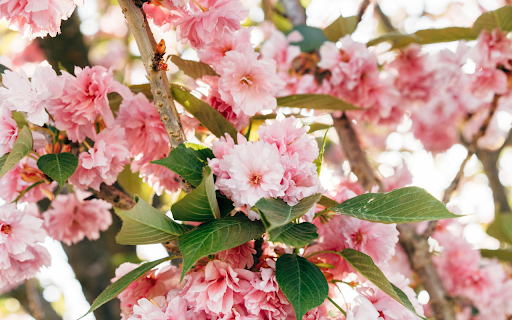 Prunus Kanzan Flowers  from Chrome web store to be run with OffiDocs Chromium online