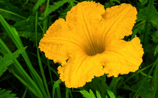 Pumpkin flower vegetables  from Chrome web store to be run with OffiDocs Chromium online