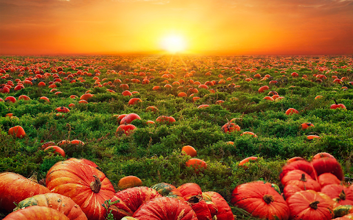 Pumpkins flooded the garden  from Chrome web store to be run with OffiDocs Chromium online