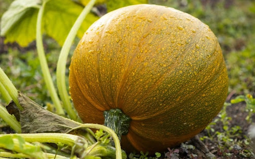 PUMPKIN THEME  from Chrome web store to be run with OffiDocs Chromium online
