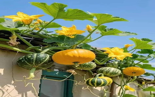 Pumpkin trellis wallpaper  from Chrome web store to be run with OffiDocs Chromium online