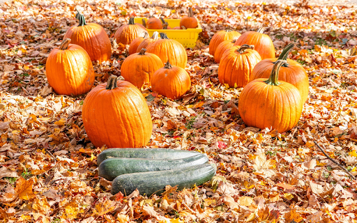 Pumpkin zucchini on dry leaves  from Chrome web store to be run with OffiDocs Chromium online