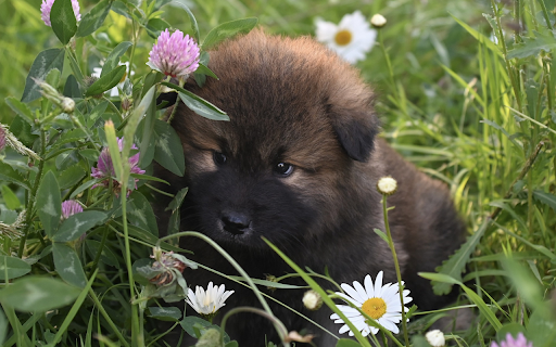 Puppies roam around  from Chrome web store to be run with OffiDocs Chromium online