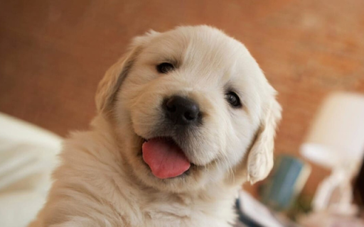 Puppy: A Bundle of Joy and Playfulness  from Chrome web store to be run with OffiDocs Chromium online