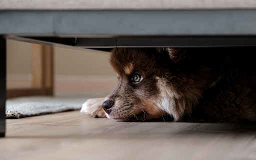 Puppy Hideaway  from Chrome web store to be run with OffiDocs Chromium online
