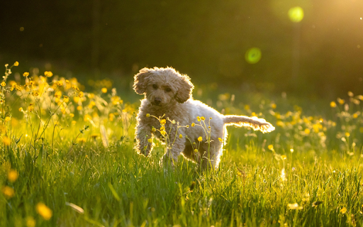 Puppy Playing in the Sun  from Chrome web store to be run with OffiDocs Chromium online