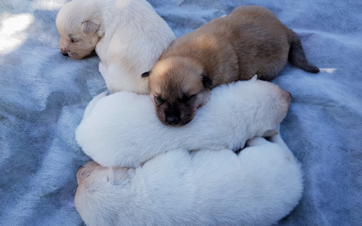 Puppy sleeps soundly  from Chrome web store to be run with OffiDocs Chromium online