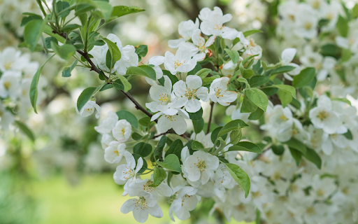 Pure white flower branches  from Chrome web store to be run with OffiDocs Chromium online