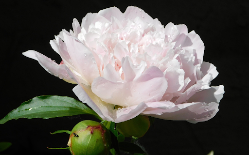 Pure white flowers  from Chrome web store to be run with OffiDocs Chromium online