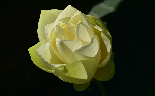 Pure white lotus bud  from Chrome web store to be run with OffiDocs Chromium online