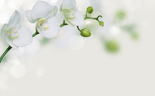 Pure white orchids  from Chrome web store to be run with OffiDocs Chromium online