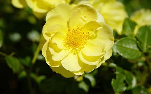 Pure yellow flower from Chrome web store to be run with OffiDocs Chromium online Pure yellow flower from Chrome web store to be run with OffiDocs Chromium online
