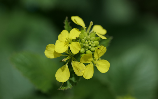 Pure yellow flowers  from Chrome web store to be run with OffiDocs Chromium online