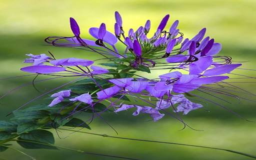 Purple amaryllis wallpaper  from Chrome web store to be run with OffiDocs Chromium online
