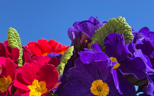 Purple and Pink  from Chrome web store to be run with OffiDocs Chromium online