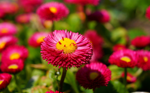 Purple and pink chrysanthemums from Chrome web store to be run with OffiDocs Chromium online Purple and pink chrysanthemums from Chrome web store to be run with OffiDocs Chromium online