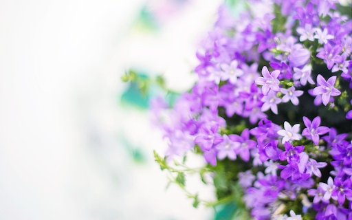 Purple and white lavender  from Chrome web store to be run with OffiDocs Chromium online