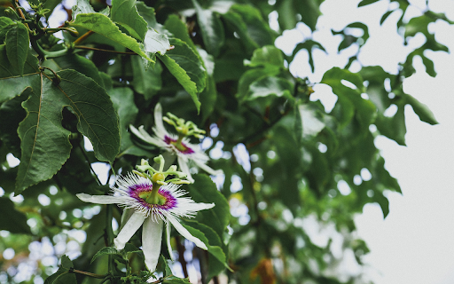 Purple and white passion fruit flowers  from Chrome web store to be run with OffiDocs Chromium online