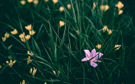 Purple and yellow flowers  from Chrome web store to be run with OffiDocs Chromium online