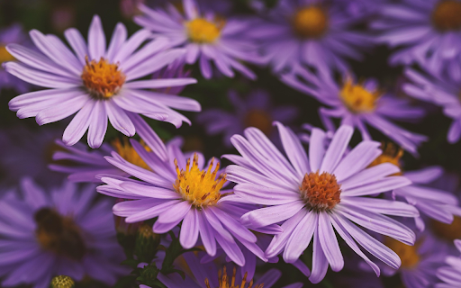 Purple Aster Bloom  from Chrome web store to be run with OffiDocs Chromium online