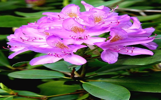 Purple azalea wallpaper  from Chrome web store to be run with OffiDocs Chromium online