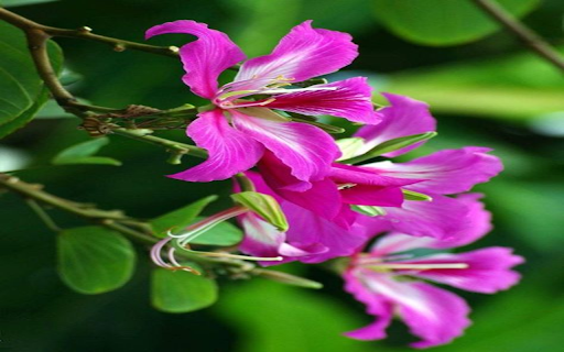 Purple Bauhinia Wallpaper  from Chrome web store to be run with OffiDocs Chromium online