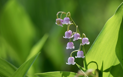 Purple bell flower branch  from Chrome web store to be run with OffiDocs Chromium online