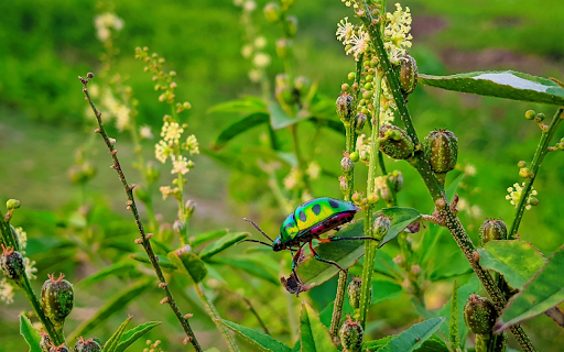 Purple bellied green beetle  from Chrome web store to be run with OffiDocs Chromium online