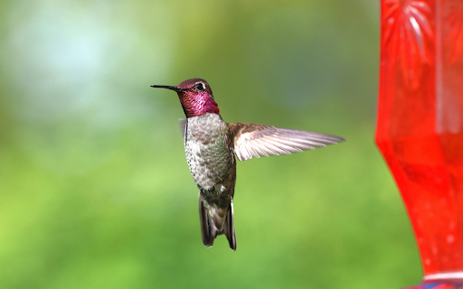 Purple Bird  from Chrome web store to be run with OffiDocs Chromium online