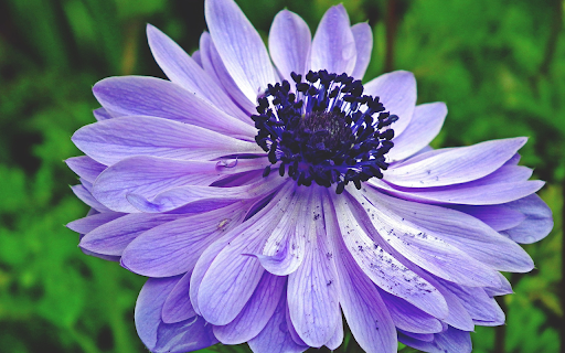 Purple Blue Flower  from Chrome web store to be run with OffiDocs Chromium online