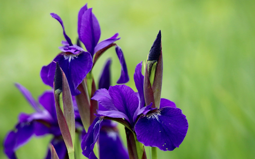 Purple Blue Flowers  from Chrome web store to be run with OffiDocs Chromium online