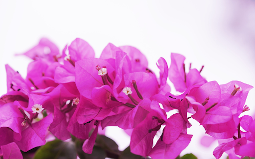 Purple bougainvillea branches  from Chrome web store to be run with OffiDocs Chromium online