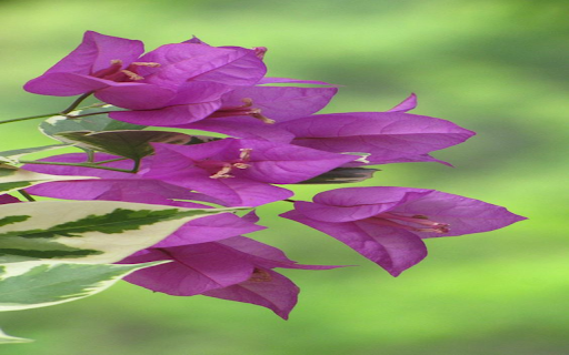 purple bougainvillea flower wallpaper from Chrome web store to be run with OffiDocs Chromium online purple bougainvillea flower wallpaper from Chrome web store to be run with OffiDocs Chromium online