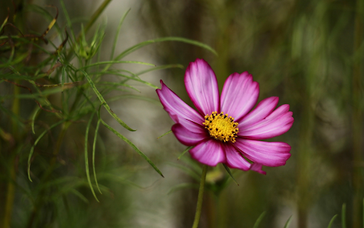 Purple Butterfly Flower  from Chrome web store to be run with OffiDocs Chromium online