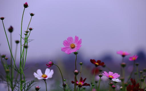 Purple Butterfly Flowers  from Chrome web store to be run with OffiDocs Chromium online