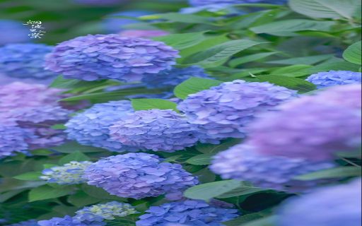 purple carnation wallpaper  from Chrome web store to be run with OffiDocs Chromium online