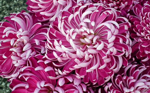 Purple chrysanthemum  from Chrome web store to be run with OffiDocs Chromium online
