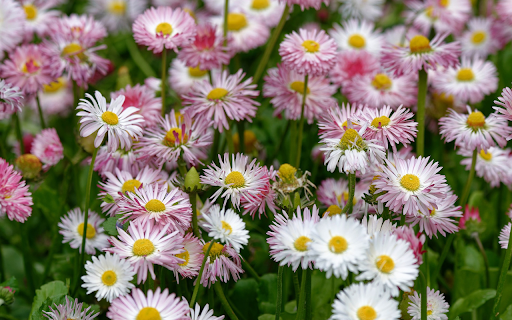 Purple chrysanthemum forest  from Chrome web store to be run with OffiDocs Chromium online