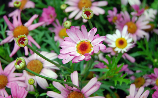 Purple chrysanthemums  from Chrome web store to be run with OffiDocs Chromium online